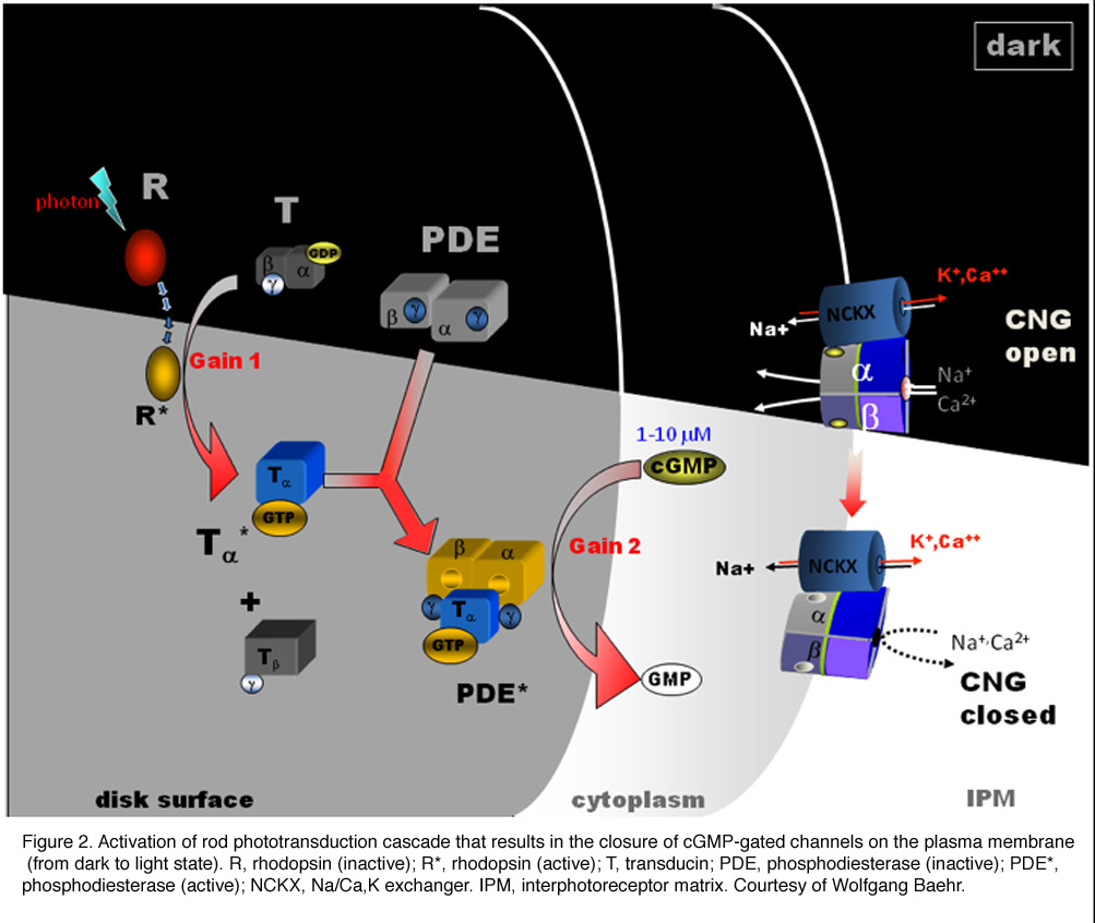 Phototransduction In Rods And Cones By Yingbin Fu – Webvision